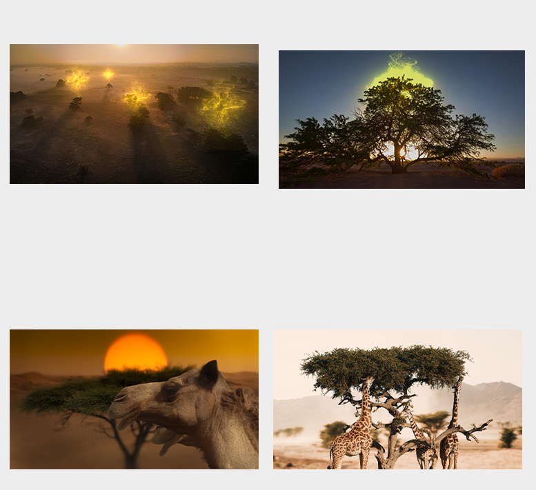 DESERT ACACIA THEME WALLPAPER PACK