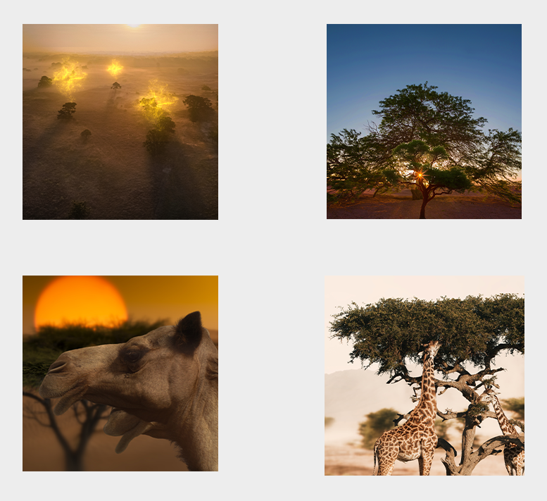 DESERT ACACIA THEME WALLPAPER PACK